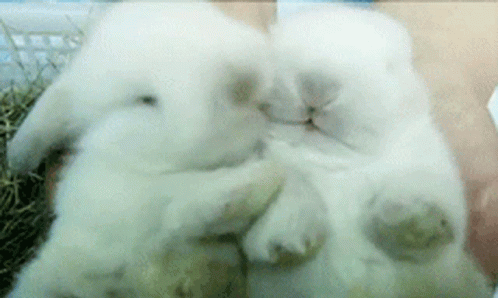 Kiss Rabbit GIF - Kiss Rabbit Bunny GIFs