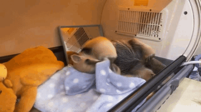 a small animal is sleeping in a cage with a mirror and a blanket .
