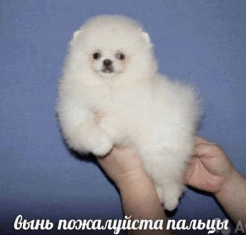 a small white dog is being held in someone 's hand with a blue background