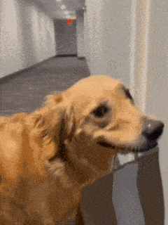 a dog is standing in a hallway holding a bag in its mouth .