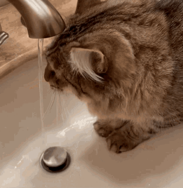 Cat Water GIF - Cat Water Cat Drinking Water GIFs