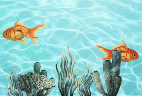 two goldfish are swimming in a swimming pool with sponges and seaweed