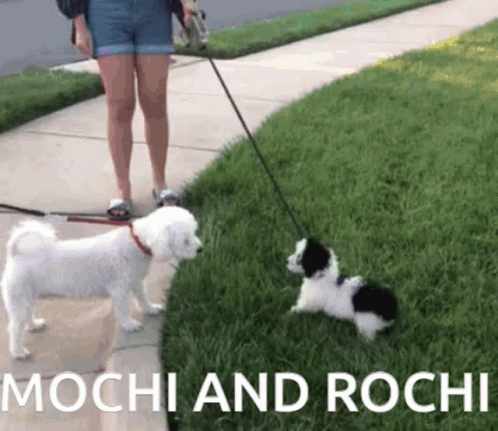 Mochi And GIF - Mochi And Rochi GIFs