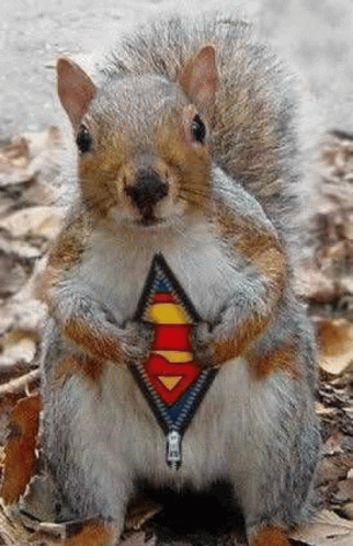 Super Squirrel GIF - Super Squirrel Secret GIFs