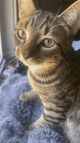 a cat is sitting on a blue blanket looking at the camera