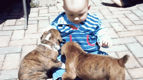 a baby in a blue and white striped shirt playing with two puppies
