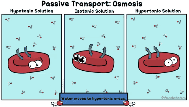 a cartoon explains the process of osmosis