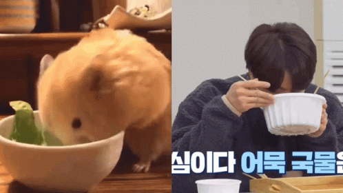 Seokjin Eating Seokmed GIF - Seokjin Eating Seokmed Hamster GIFs