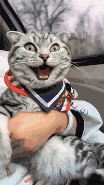 a cat wearing a scarf is being held by someone
