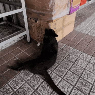 a black cat sits on a sidewalk next to a cardboard box that says tf on it