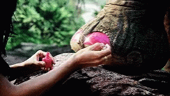 Elephant Pedicure GIF - Elephant Pedicure Cute GIFs