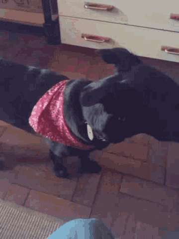 Minha Cachorra GIF - Minha Cachorra Cute Dog GIFs