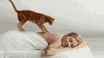 Massages Cat GIF - Massages Cat GIFs