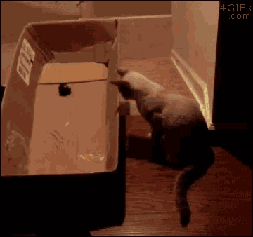 a cat is playing with a toy in a cardboard box that says 4gifs.com on it