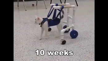 10 Weeks GIF - Cat Recovering 10weeks GIFs