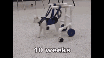 a cat is wearing a walker made out of pipes and wheels .