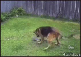 Dog Spade GIF - Dog Spade Balls GIFs