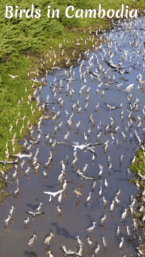 a large flock of birds are flying over a tree in a field with the words birds of oodia above them