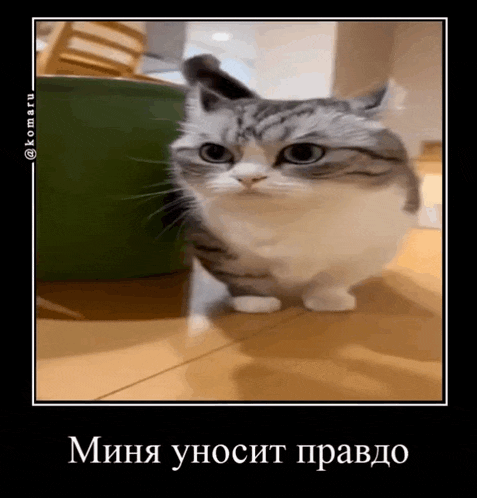 a gray and white cat standing on a wooden floor with a caption in russian