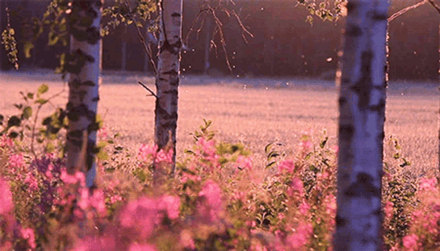Our Earth Nature GIF - Our Earth Nature Spring GIFs
