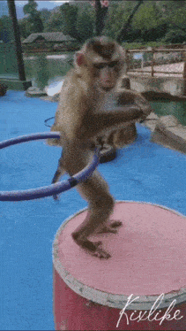 Kixlike Monkey Dance GIF - Kixlike Monkey Dance Happiness GIFs