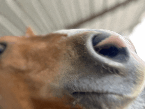 a close up of a horse 's nose looking at the camera