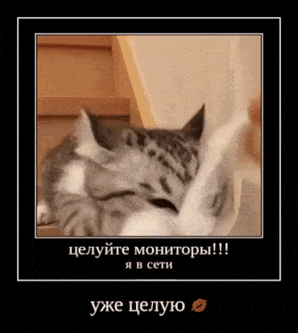 a picture of a cat sleeping on a staircase in a frame