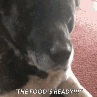 a close up of a dog with the words " the food 's ready " written below it