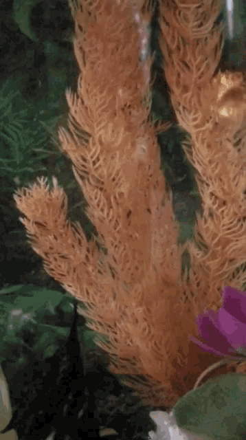 a close up of a plant in an aquarium with a fish in the background