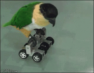 Skater Bird GIF - Skater Bird Parrot GIFs