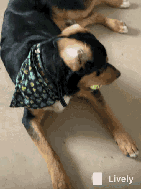 a dog wearing a bandana with shamrocks on it laying down