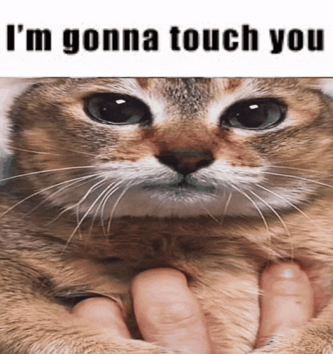 a cat is being held by a person 's hands and says " i 'm gonna touch you " on the bottom