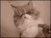 What'S Happening GIF - Cat Wake Up Disturbed GIFs