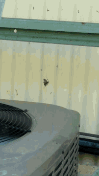 a moth is flying near a fan on a wall