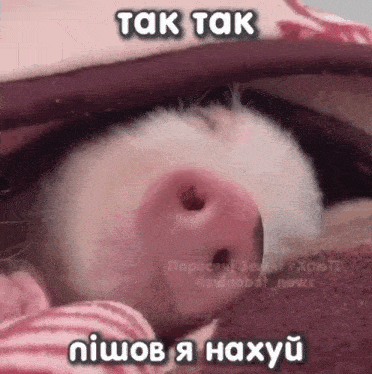 a pig is sleeping under a blanket with a caption in a foreign language .