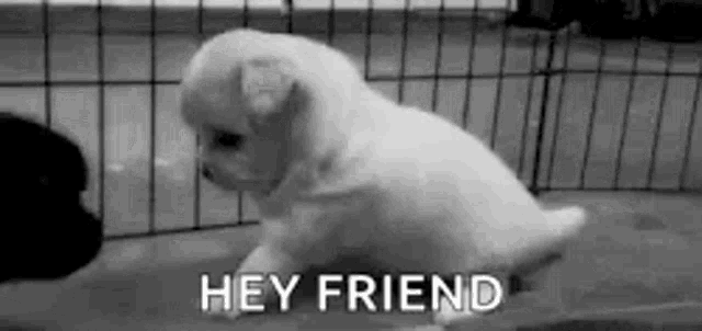 a black and white photo of a small white puppy standing next to a fence .