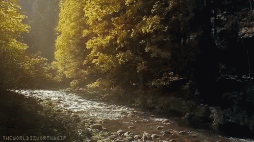 Nature Forest GIF - Nature Forest Water GIFs