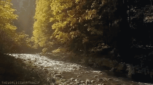 the world is worth a gif shows a river running through a forest