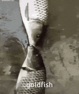 a close up of a fish with the word goldfish written below it