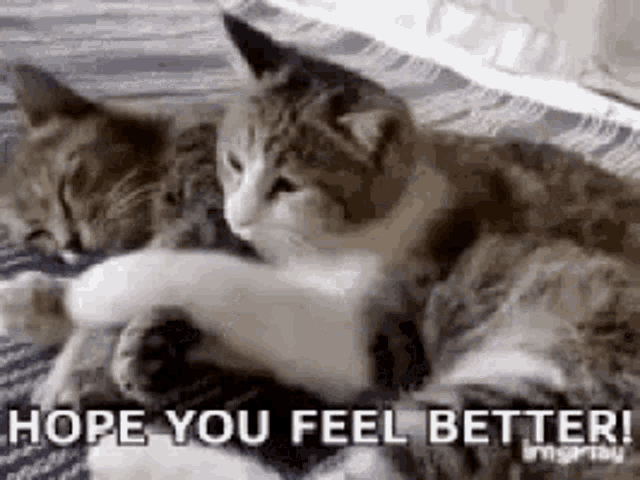 Hope You Feel Better Cats GIF - Hope You Feel Better Cats GIFs