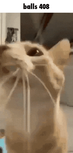 a close up of a cat 's face with the words balls 408 on the bottom .