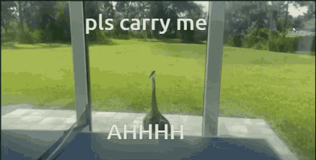 a duck is standing in front of a window with the words pls carry me ahhhh
