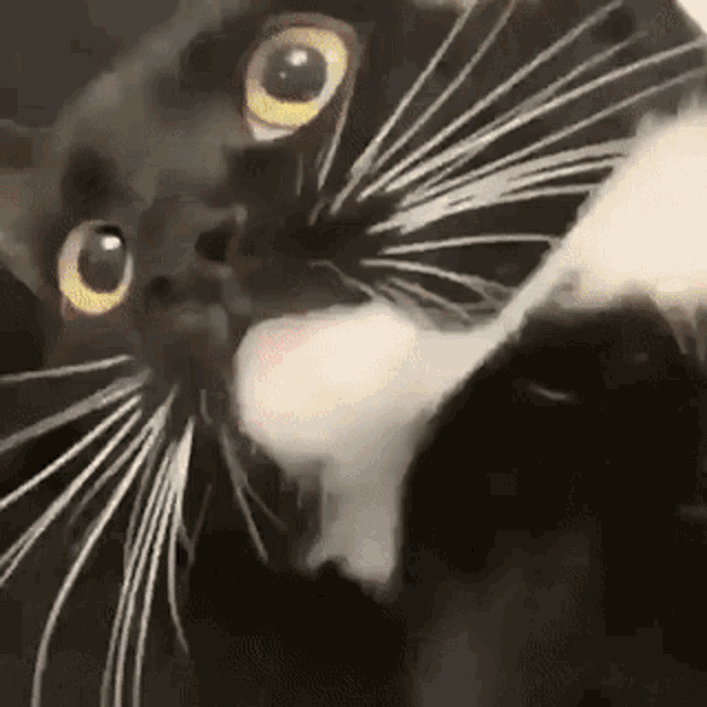 Aa Cat GIF - Aa Cat Cute Cat GIFs