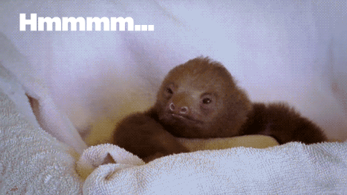 Also Check Out I Fucking Love Sloths! GIF - Sloth Confused Cute GIFs