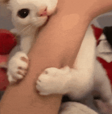 Cat Cat Meme GIF - Cat Cat Meme Bite GIFs