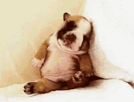 a brown and white bulldog puppy is sleeping on a bed .