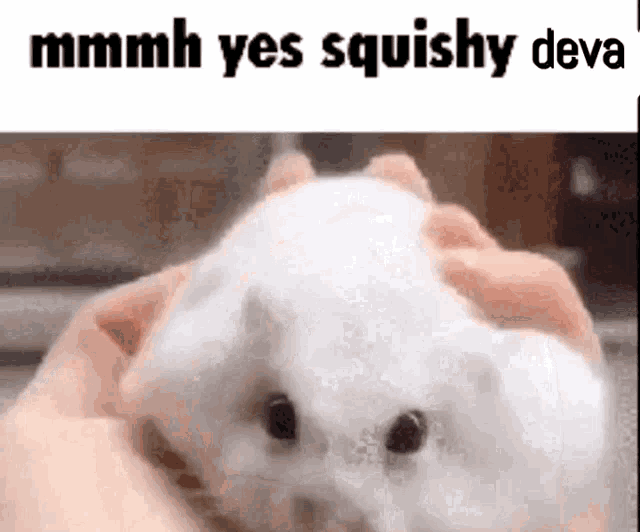 a person is holding a white hamster in their hands with the caption `` mmmmh yes squishy deva '' .