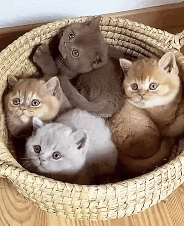a group of kittens are sitting in a basket .