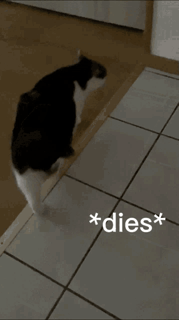 a black and white cat laying on its back on a tiled floor with the words * dies * above it