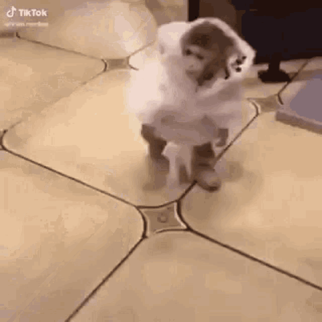 a monkey wearing a white coat and boots is walking on a concrete floor .
